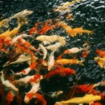 Karpie koi Showa Sanshoku: Charakterystyka czarnego tła (Sumi)