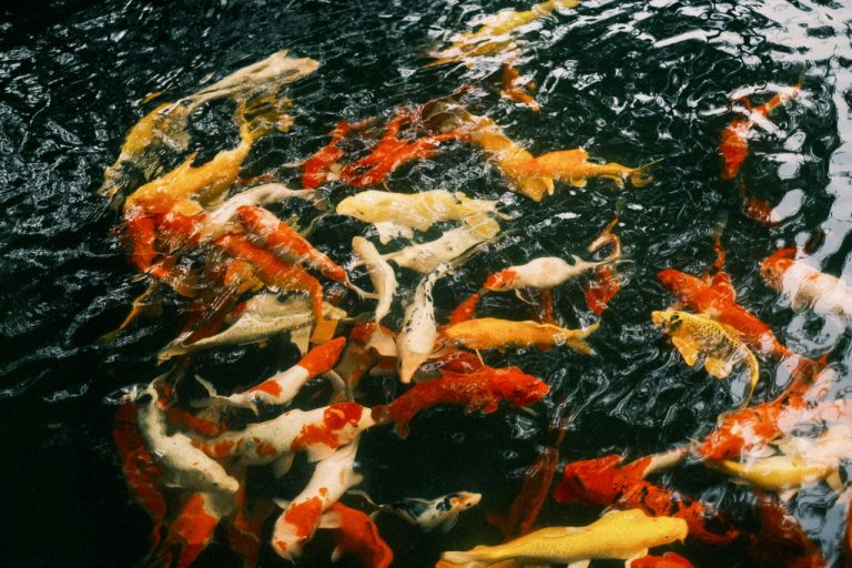 Karpie koi Showa Sanshoku: Charakterystyka czarnego tła (Sumi)