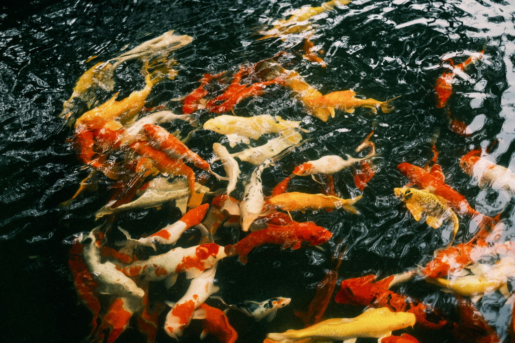 Karpie koi Showa Sanshoku: Charakterystyka czarnego tła (Sumi)